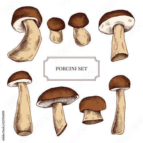Vector collection of hand drawn mushrooms highly detailed