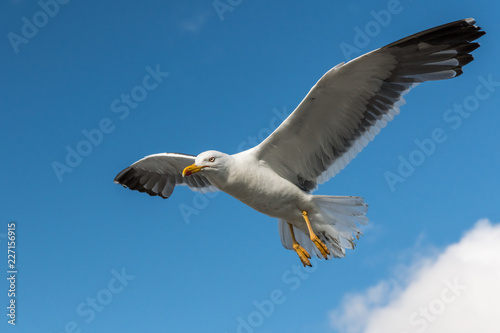 Lesser black backed gull in flight on a sunny day in summer © Stefan