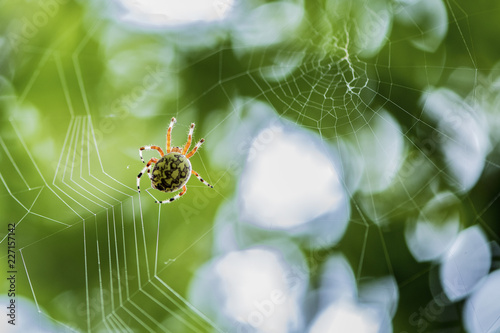 Orb weaver spider.