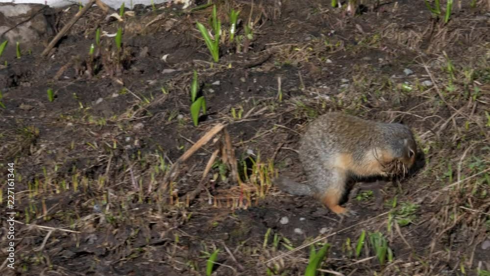a ground squirrrel collects grass at logan pass in glacier national park of montana, usa a ground squirrrel collects grass at logan pass in glacier national park of montana, usa
