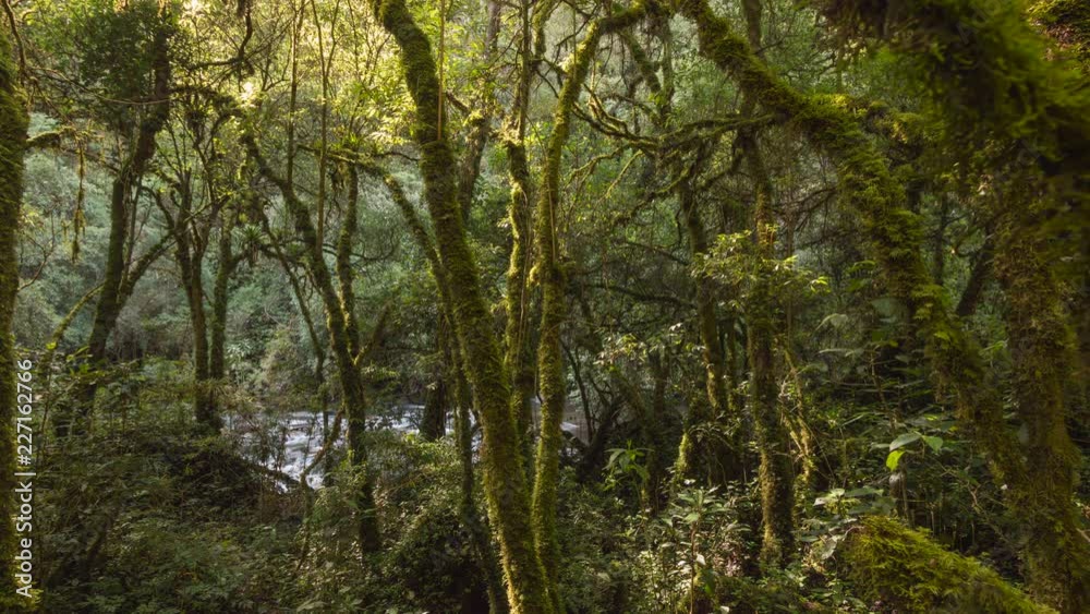 Morning sunlight streaming through mossy cloudforest. Time-lapse. In the Rio Pita Valley, a steep gorge situated near Cotopaxi Volcano in the Ecuadorian Andes. Morning sunlight streaming through mossy cloudforest. Time-lapse. In the Rio Pita Valley, a steep gorge situated near Cotopaxi Volcano in the Ecuadorian Andes.