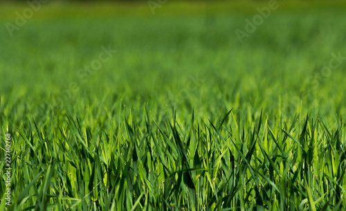 closeup on a green grass field