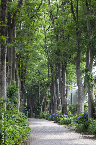 成蹊学園のけやき並木（東京都武蔵野市） © 竹澤宏