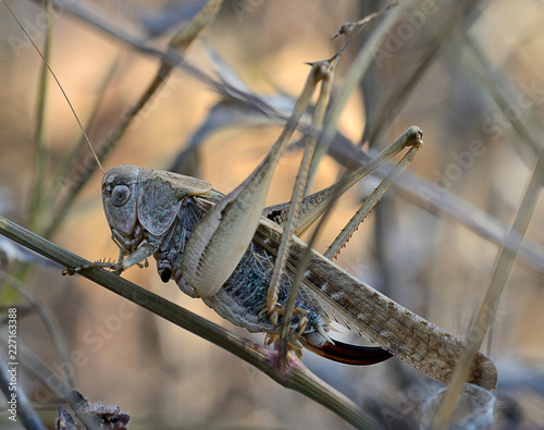 Tuscany, locust grasshopper climbs a stem of a plant. 