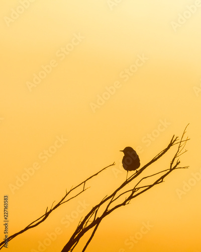 Silhouette of a perching bird in Israeli desert. Can be used as a background image or cover image