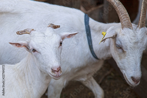 goat farming animal