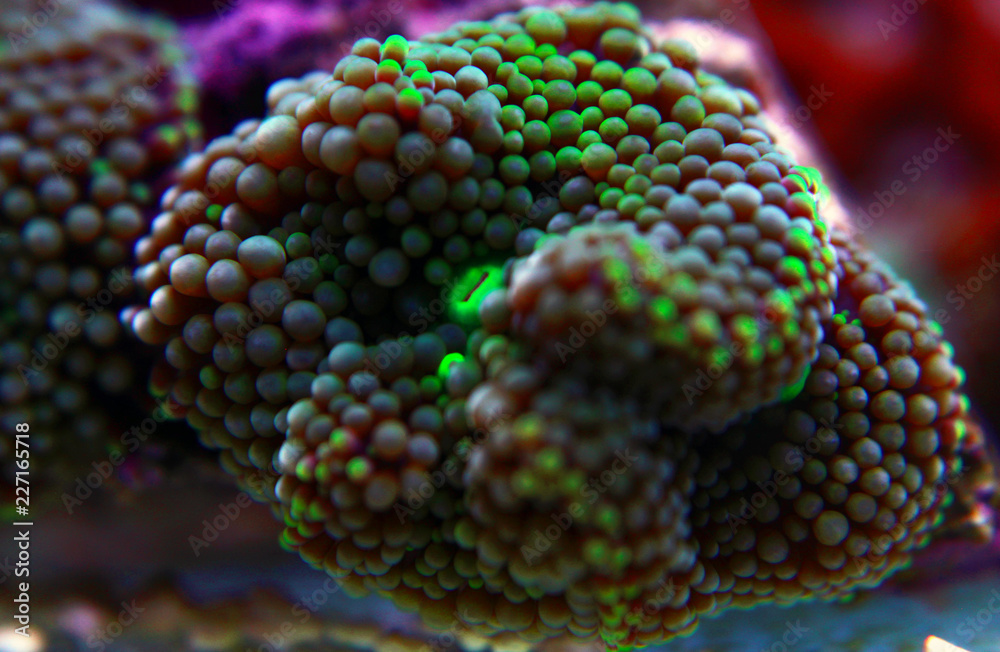 Fototapeta premium Ricordea mushroom coral , the Pacific underwater flower