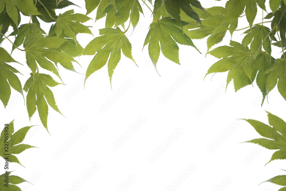 BRIGHT GREEN MAPLE LEAVES ISOLATED ON WHITE BACKGROUND