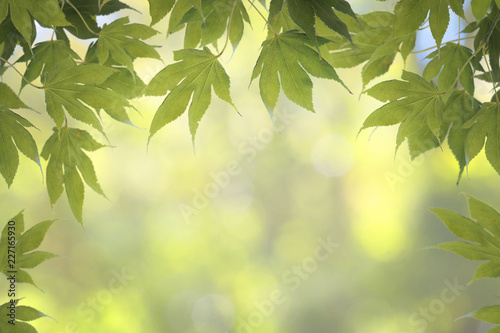 BRIGHT GREEN MAPLE LEAVES WITH NICE GREEN BOKEH IN BACKGROUND