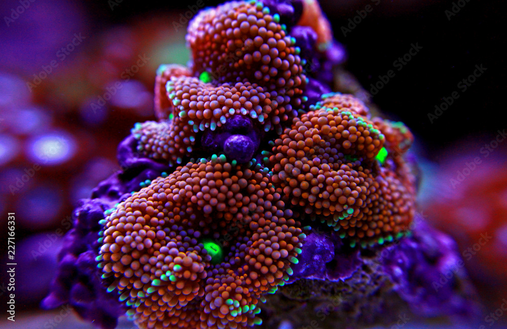 Naklejka premium Ricordea mushroom coral , the Pacific underwater flower