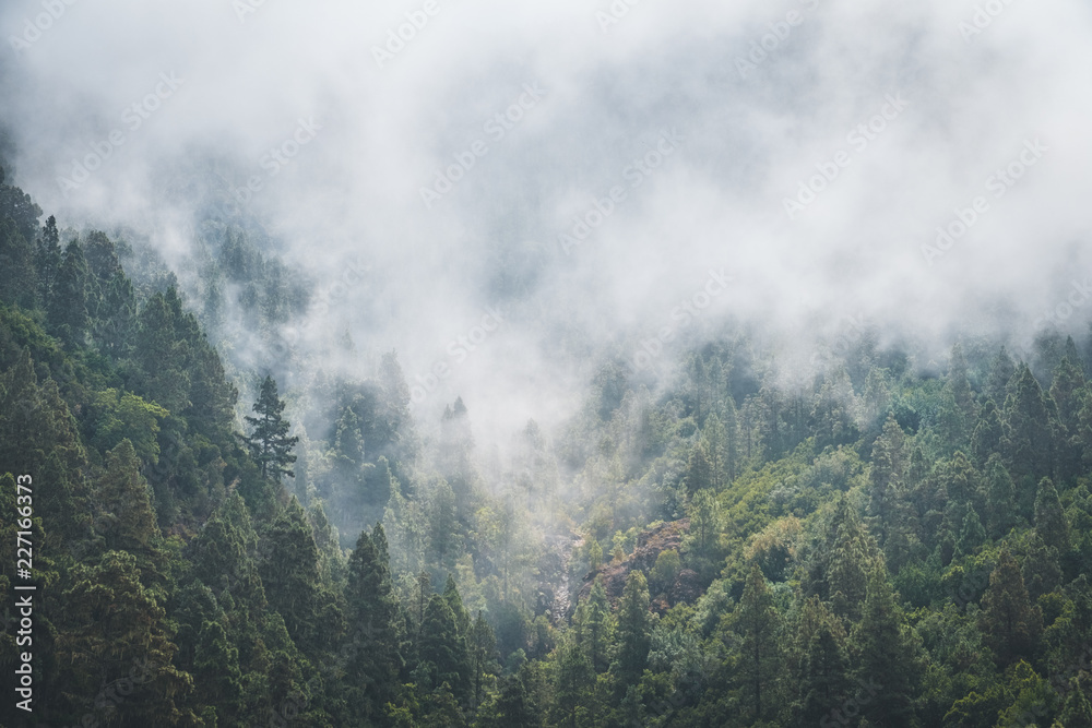 fog forest, trees in clouds, foggy conifer forest landscape