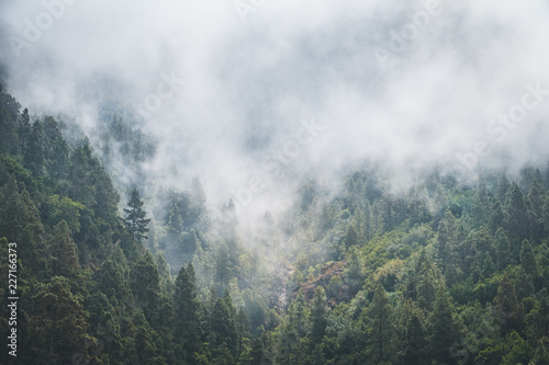 fog forest, trees in clouds, foggy conifer forest landscape