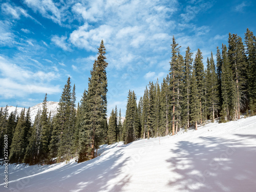 NICE VIEW OF SKI TRIAL WITH PINE TREES IN COLORADO IN BRIGHT BLUE SKY
