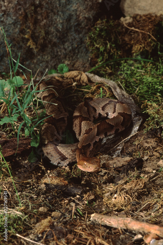 Copperhead Snake (Agkistrodon Contortrix)