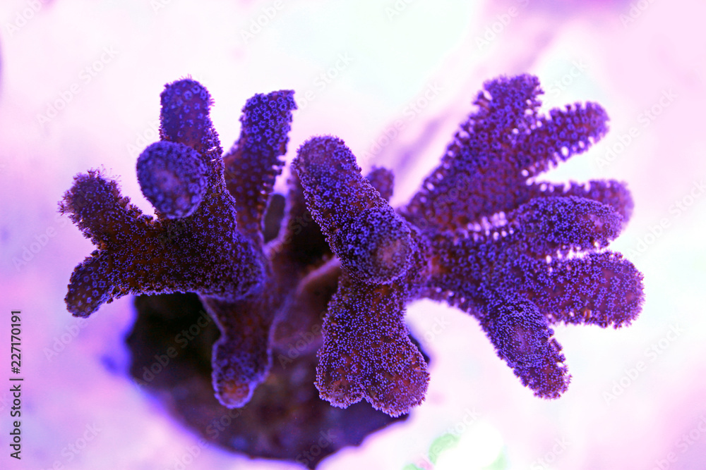 Naklejka premium Milky Stylophora short polyps coral