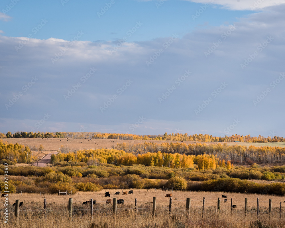 herd of cows in field