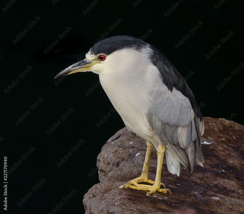 Fototapeta premium Night Heron