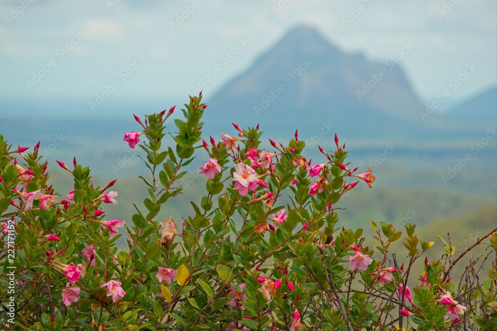 closeup of a pink mandevilla shrub with Mount Beerwah in the background.