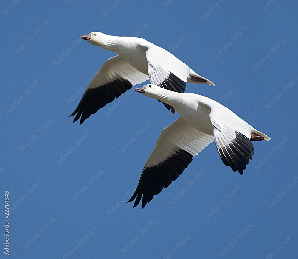 Fototapeta premium Ross's Geese in flight