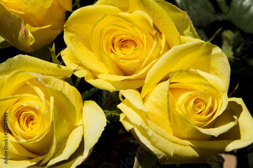 Yellow Roses