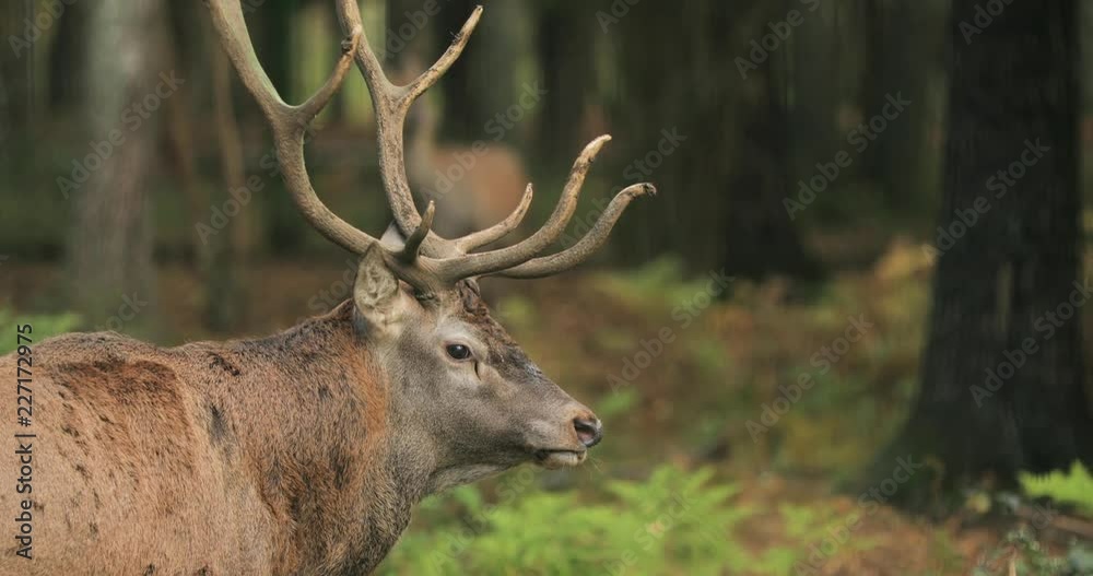 Belarus. Male European Red Deer Or Cervus Elaphus Have A Roar During Rut. Red Deer Inhabits Most Of Europe, Caucasus Mountains Region, Parts Of Asia. Male Deer Roaring In Autumn Forest Belarus. Male European Red Deer Or Cervus Elaphus Have A Roar During Rut. Red Deer Inhabits Most Of Europe, Caucasus Mountains Region, Parts Of Asia. Male Deer Roaring In Autumn Forest