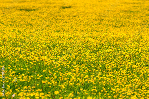 Buttercup flowers meadow. © mrpeak