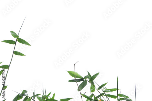 green bamboo leaf , green tropical foliage texture isolated on white background of file with Clipping Path . © oatautta