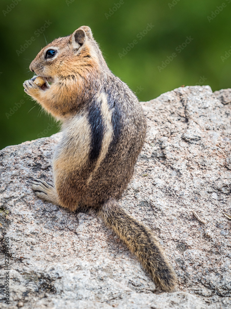 Fototapeta premium Stock photo of chipmunk