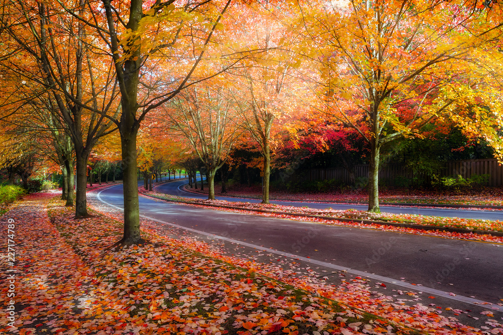 Fototapeta premium Maple Trees Lined Street during Fall Season