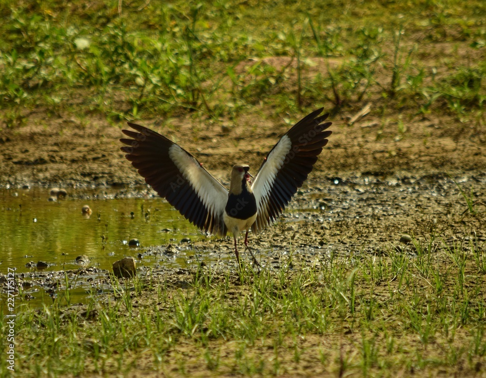 Tero Tero