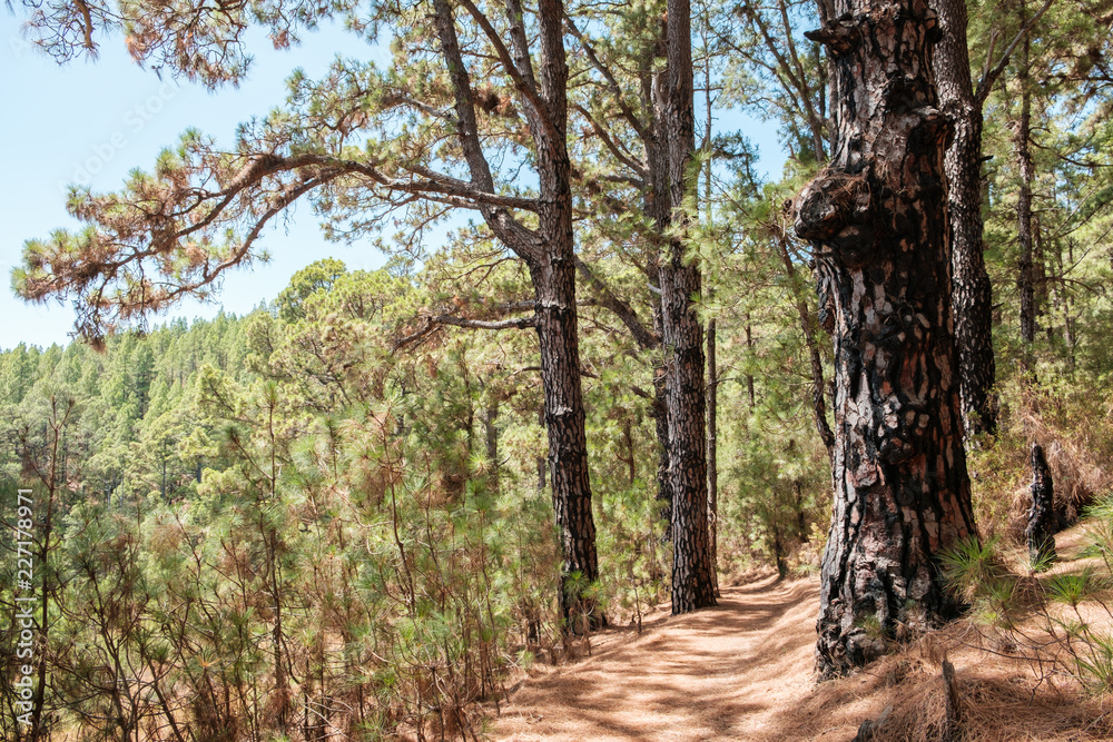 huge pine trees in forest landscape, Esperanza forest, Tenerife huge pine trees in forest landscape, Esperanza forest, Tenerife