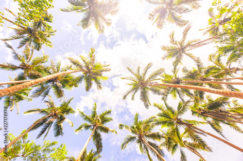 Looking up at coconut trees