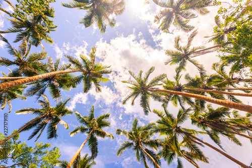 Looking up at coconut trees