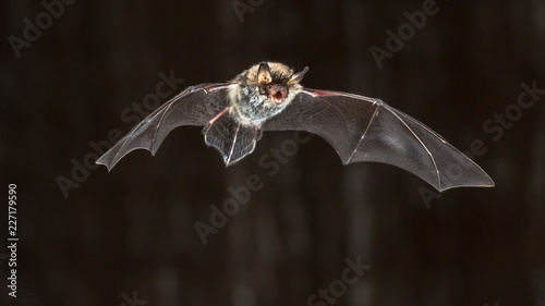 Flying Natterers bat at night