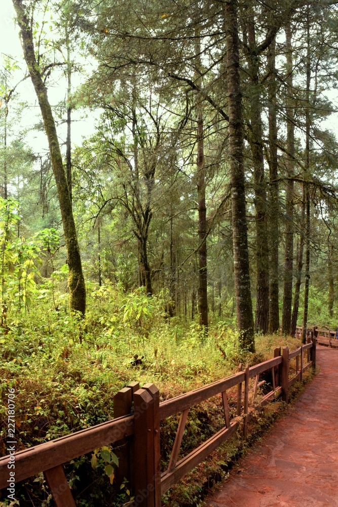 Camino del bosque