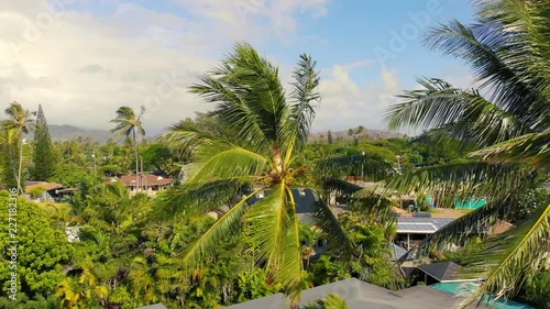 Wallpaper Mural Aerial Pull Back from Palm Tree Show Oahu. aerial view pulling backwards from a close up on two palm trees to reveal a neighborhood amd Hawaii Torontodigital.ca