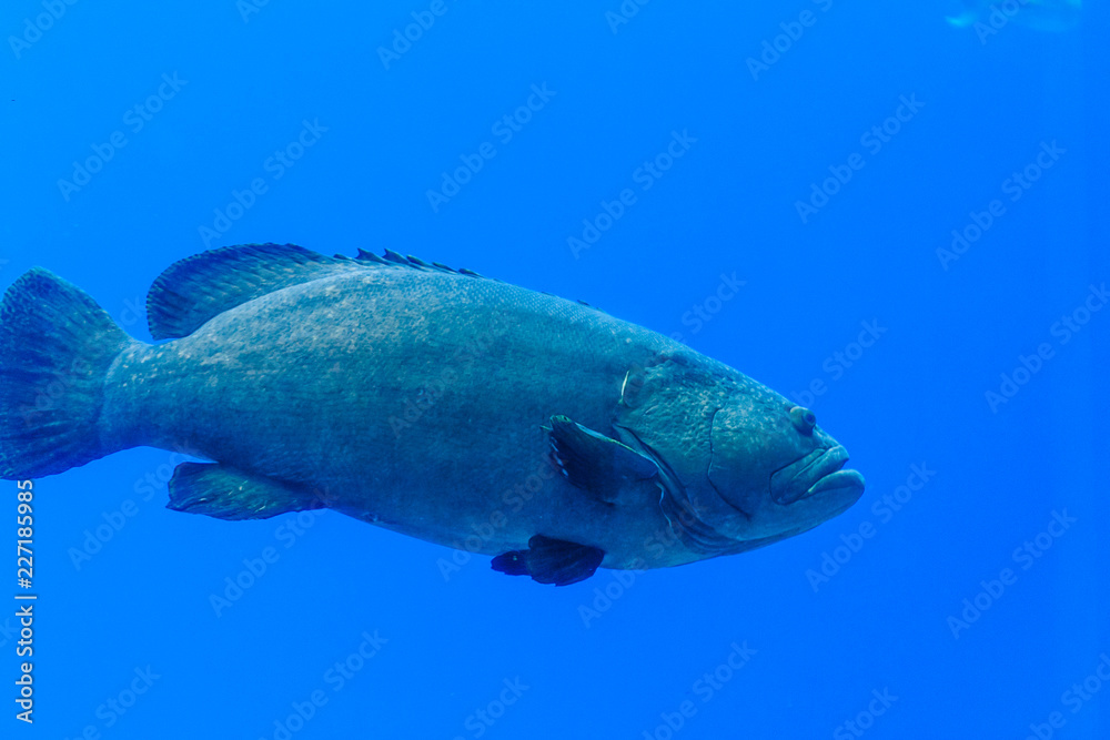 Naklejka premium Photo of a grouper in a fish tank