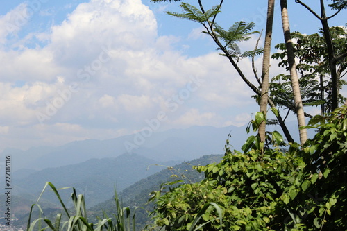 landscape with palm trees and blue sky