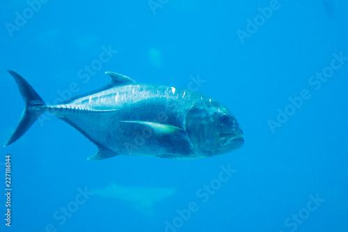 A photo of a fish in a aquarium © marls