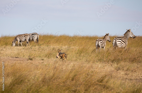 Black-backed jackal  canis mesomelas  with part of a Thomsons gazelle in its mouth  runs by a group of zebra