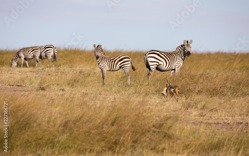 Black-backed jackal, canis mesomelas, with part of a Thomsons gazelle in its mouth, runs by a group of zebra