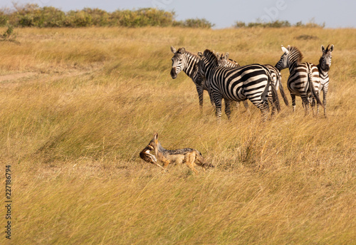 Black-backed jackal  canis mesomelas  with part of a Thomsons gazelle in its mouth  runs by a group of zebra