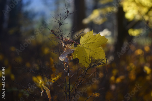 yellowed maple leaf in the autumn forest