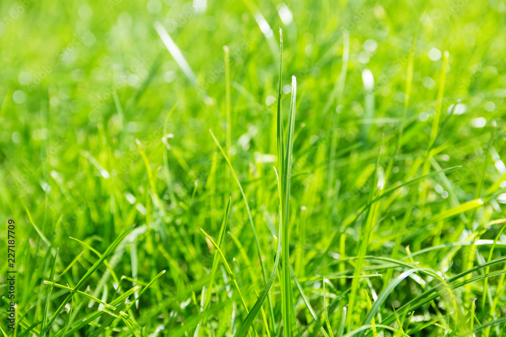 lawn background. fresh green grass in garden. vividly bright green carpet outdoor. decorative plant for landscaping, playing, parks and leisure sports lawn background. fresh green grass in garden. vividly bright green carpet outdoor. decorative plant for landscaping, playing, parks and leisure sports
