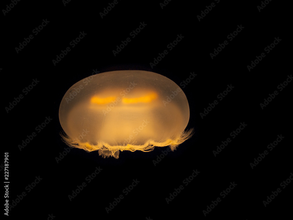 Fototapeta premium Medusa Jellyfish