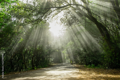 sun shining beams through trees on road in foggy forest