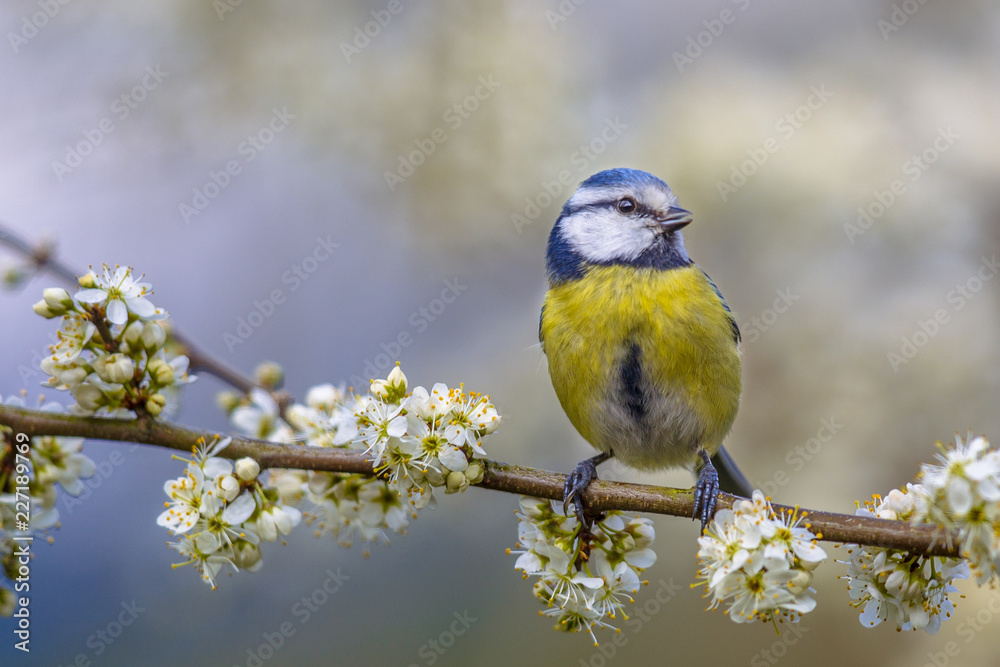 Naklejka premium Blue tit in blossom