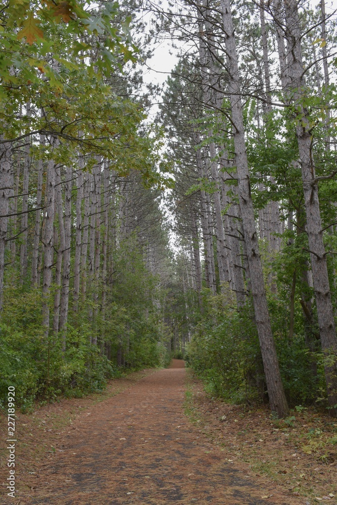 Fototapeta premium Covered path between tall pine trees