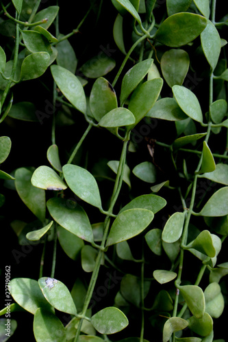 Wallpaper Mural natural green leaf background Torontodigital.ca