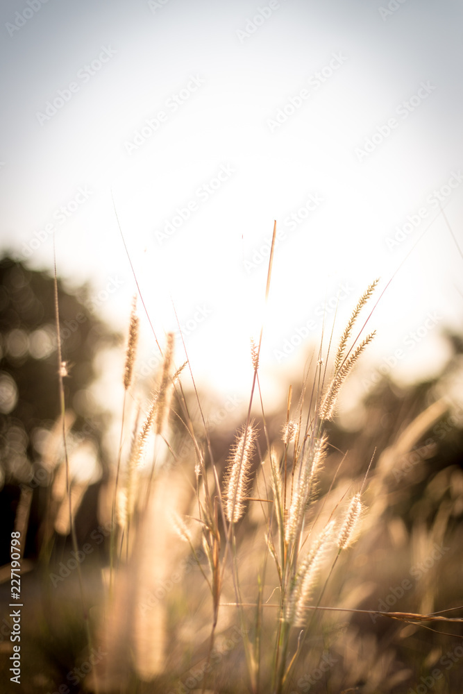 Grasses with golden sunset vintage landscape background.